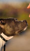 American Pit Bull Terrier HD Fonds d'écran Thème capture d'écran 1