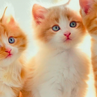 Kittens And Cats HD Wallpapers Theme biểu tượng