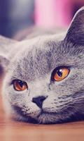 Kittens And Cats HD Wallpapers Theme poster