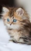 Kittens And Cats HD Wallpapers Theme screenshot 1