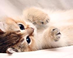 Kittens And Cats HD Wallpapers Theme screenshot 3