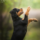 Rottweiler Dogs HD Fonds d'écran Thème icône