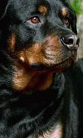 Rottweiler Dogs HD Fonds d'écran Thème Affiche
