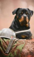 Rottweiler Dogs HD Wallpapers Theme 스크린샷 1