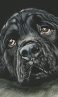 2 Schermata Temi di sfondi per cani Rottweiler HD