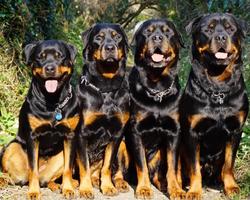 3 Schermata Temi di sfondi per cani Rottweiler HD