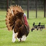 Turkey Calls Pro Zeichen