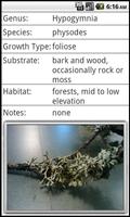 Poster Lichen Guide