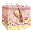 Dermatology Miniatlas आइकन