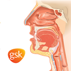 آیکون‌ Miniatlas de las vías respiratorias altas