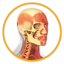 Miniatlas Anatomía - AP APK