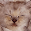 Cute Cat APK