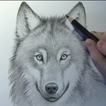 How to draw wolves