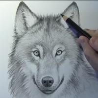 How to draw wolves Affiche