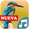 Tonos de pajaros para celular gratis, sonidos