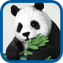 Beautiful Panda Pics aplikacja