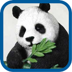 Beautiful Panda Pics-icoon
