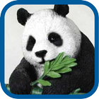 Beautiful Panda Pics أيقونة