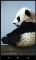 برنامه‌نما Beautiful Panda Pics عکس از صفحه