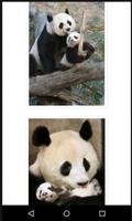 Beautiful Panda Pics पोस्टर