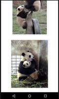Beautiful Panda Pics Ekran Görüntüsü 1