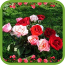 APK Beautiful Roses Pics