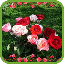 Beautiful Roses Pics APK