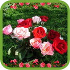 Beautiful Roses Pics icône