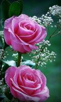 Beautiful Roses Pics Affiche