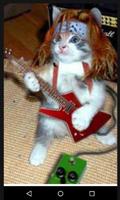 Funny Cats Pictures Cartaz