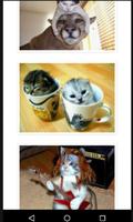 Funny Cats Pictures imagem de tela 2