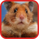 Funny Hamster Videos أيقونة