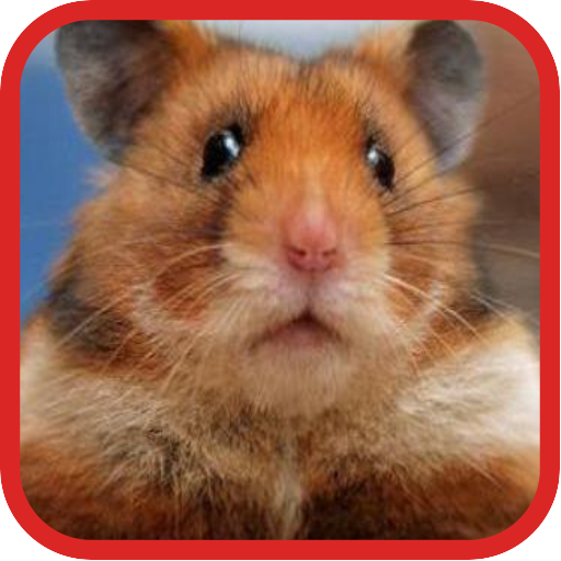 Funny Hamster Videos APK for Android – Download Funny Hamster Videos APK Latest Version from Funny Hamster Videos APK for Android – Download Funny Hamster Videos APK Latest Version from