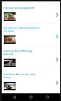 پوستر Funny Hamster Videos
