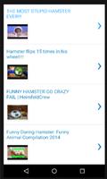 Funny Hamster Videos syot layar 2