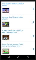 Funny Hamster Videos Screenshot 2