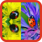 Ladybug Beauty Pictures ไอคอน