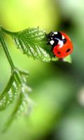 Ladybug Beauty Pictures پوسٹر