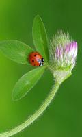 Ladybug Beauty Pictures ภาพหน้าจอ 1