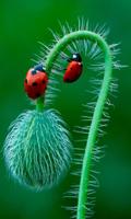 Ladybug Beauty Pictures capture d'écran 2