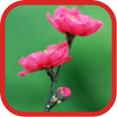 Peachblossom Flowers WPs