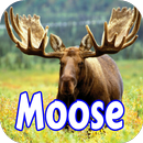 APK Moose Wallpapers and Species Information