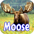 Moose Wallpapers icône