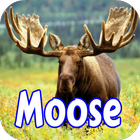 Moose Wallpapers أيقونة