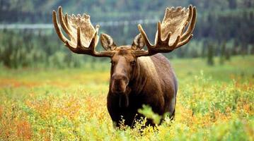 Moose Wallpapers تصوير الشاشة 3