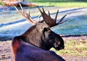 Moose Wallpapers تصوير الشاشة 2