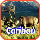 Caribou Wallpapers APK