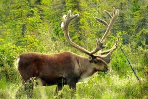 Caribou Wallpapers পোস্টার