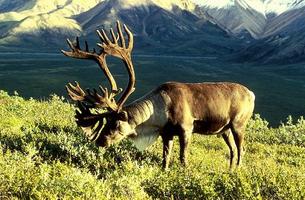 Caribou Wallpapers স্ক্রিনশট 1