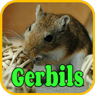 Gerbil Wallpapers and Pet Care Basics أيقونة